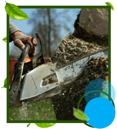 Tree Services